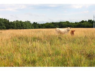 Property photo 20 - LAND AUCTION - 1,593+/- ACRES OFFERED IN 21 TRACTS IN OKMULGEE CO., OK